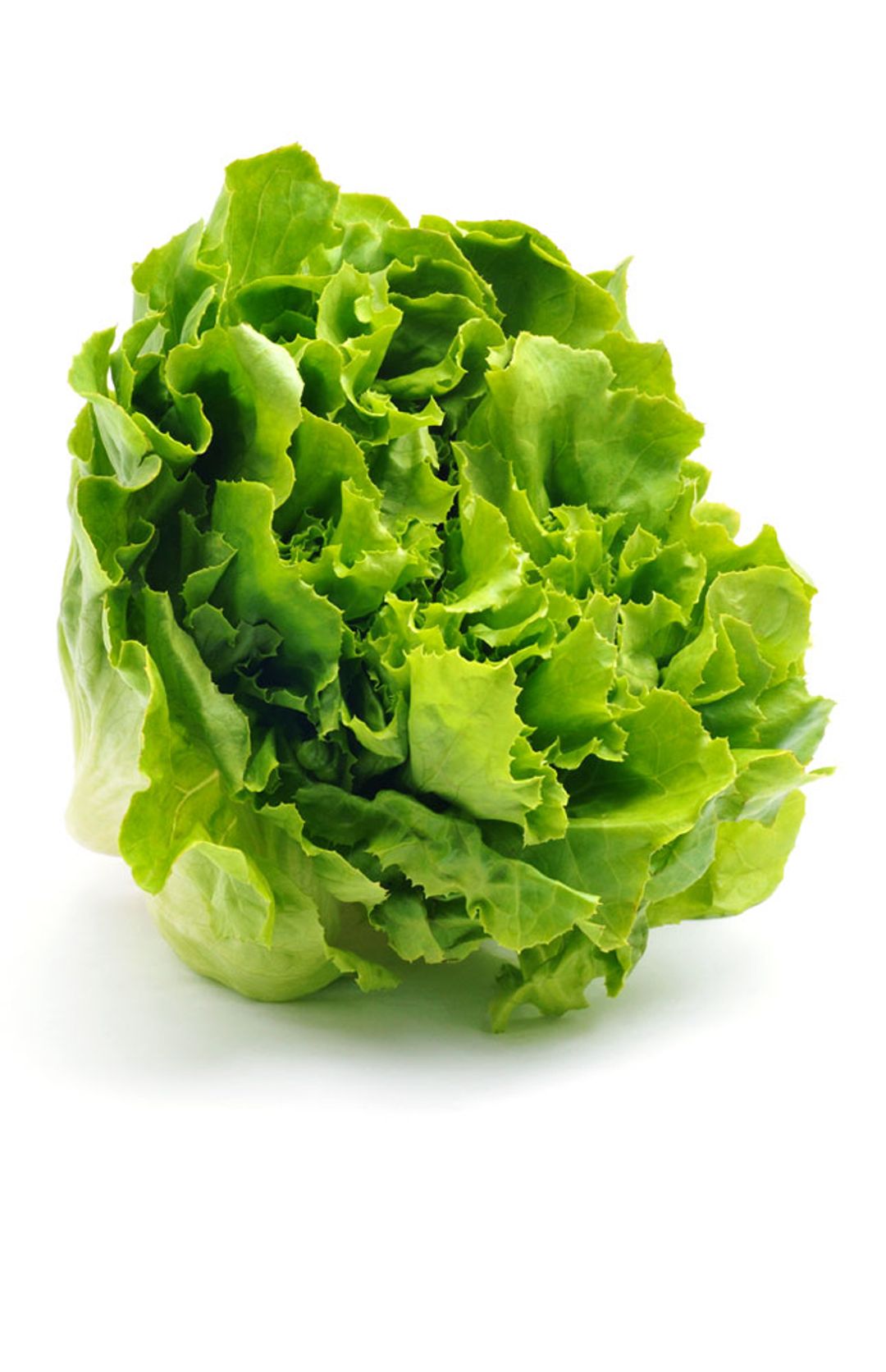 Leaf Lettuce