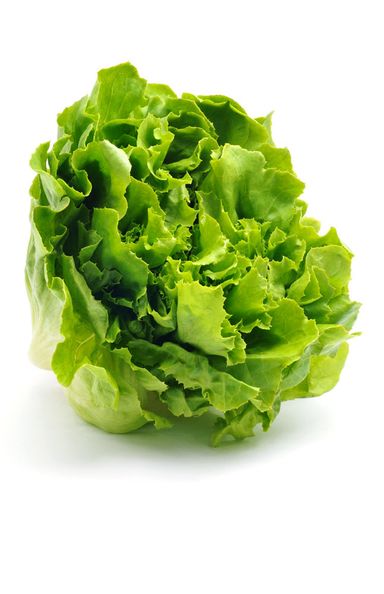 Leaf Lettuce